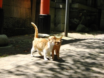 2009.06.08伏見お参り猫4.JPG